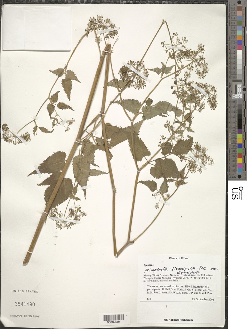 Pimpinella diversifolia var. diversifolia