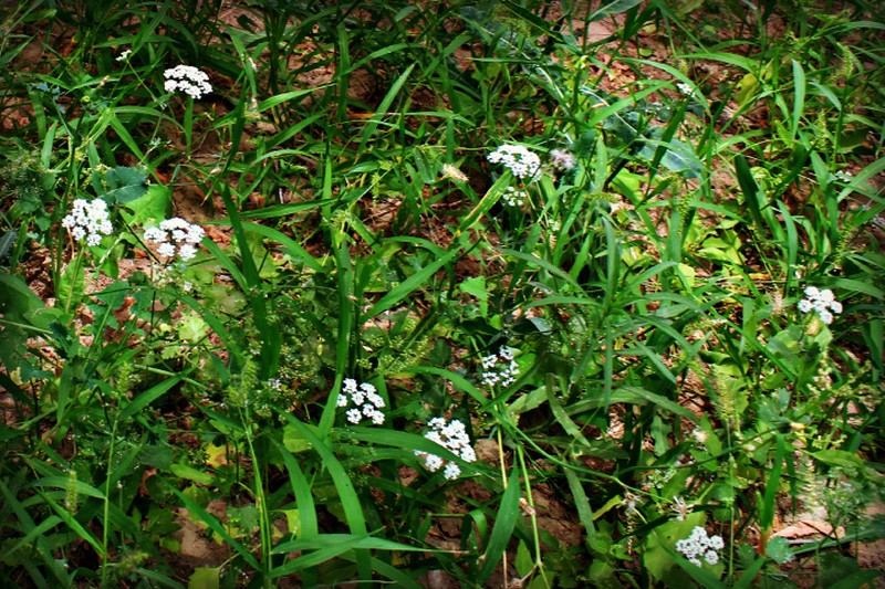 Pimpinella eriocarpa photo 2