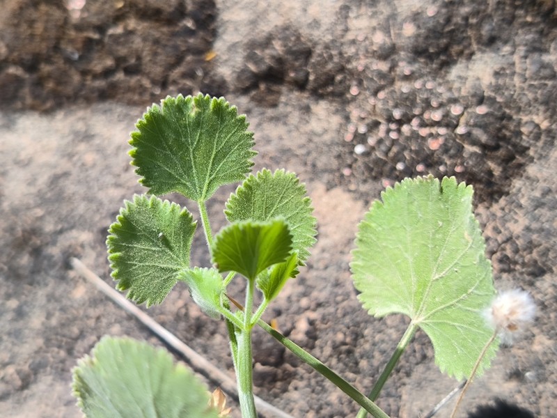 Pimpinella eriocarpa photo 3