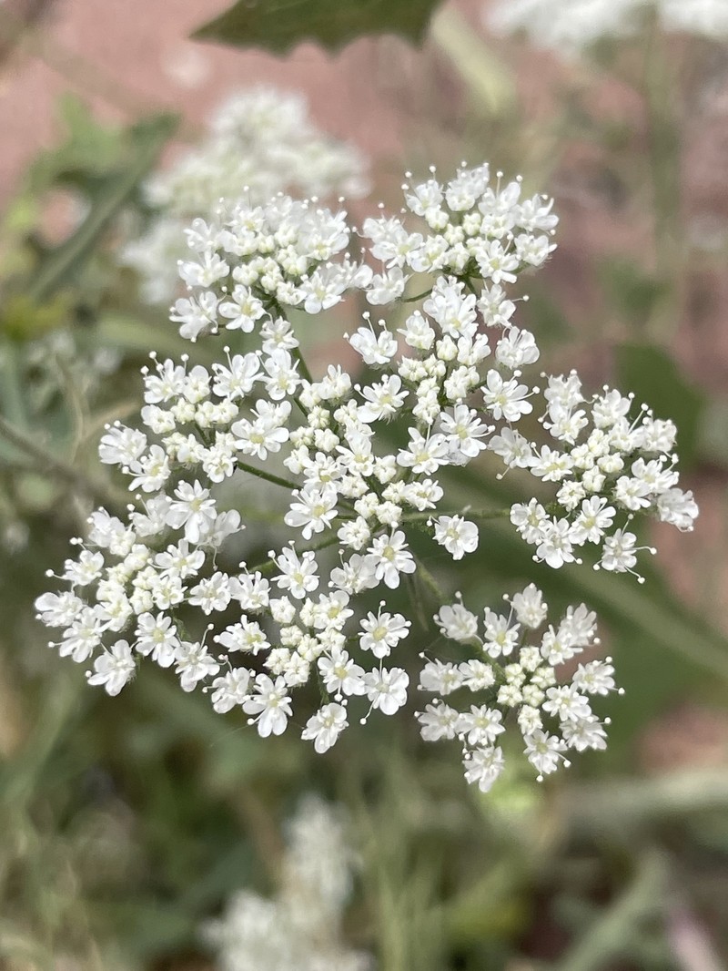 Pimpinella eriocarpa photo 5