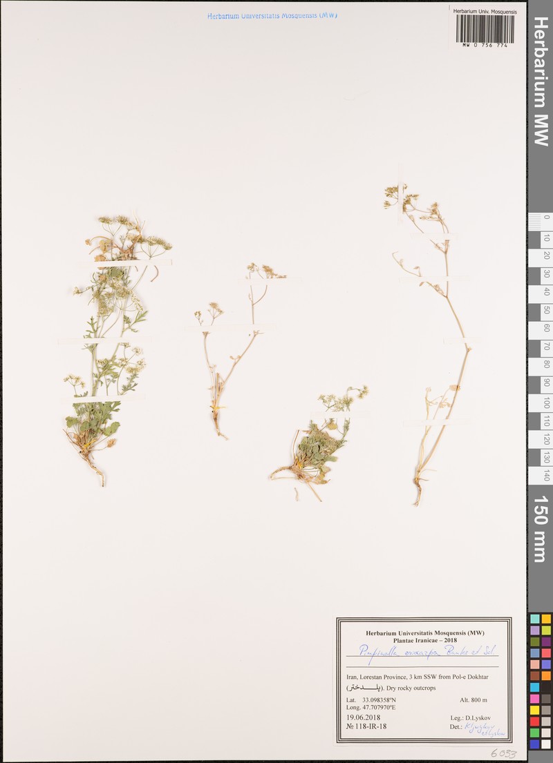 Pimpinella eriocarpa photo 6