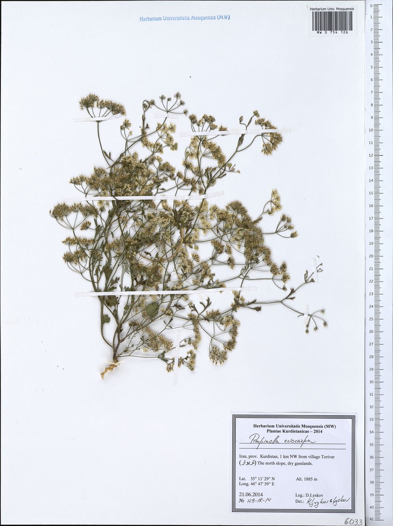 Pimpinella eriocarpa photo 7