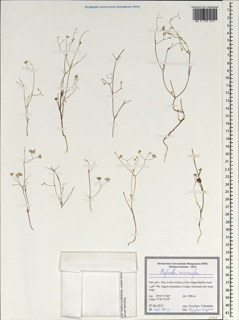 Pimpinella eriocarpa photo 8