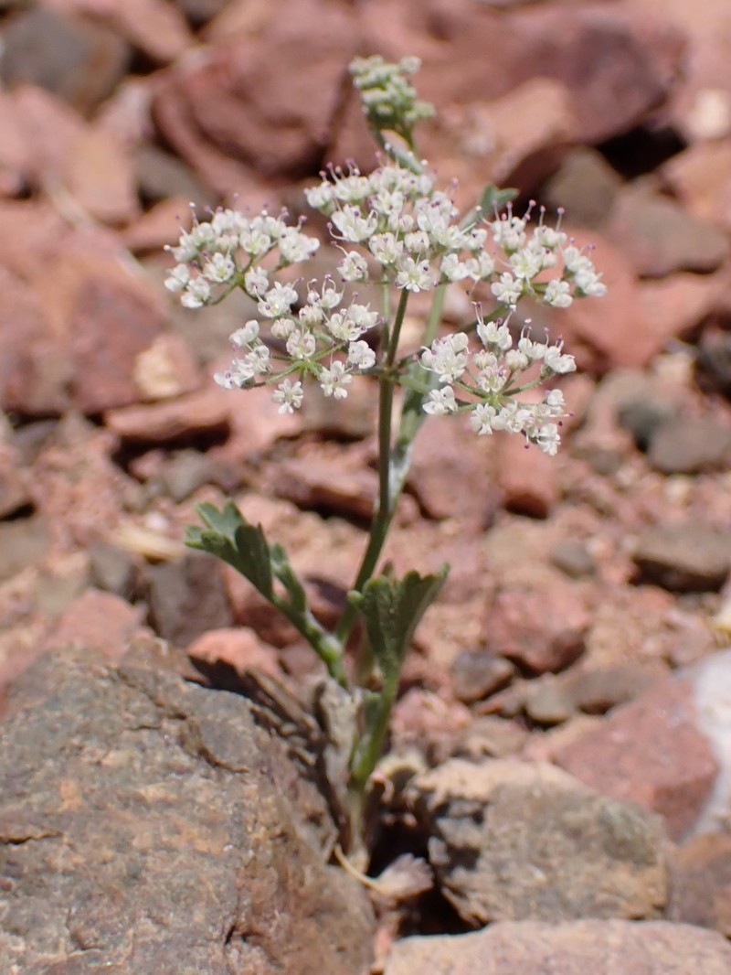 Pimpinella eriocarpa