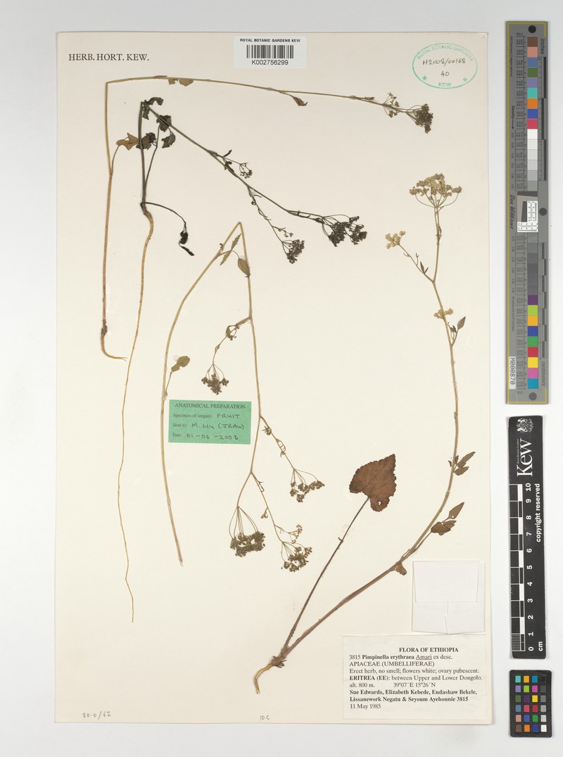 Pimpinella erythraeae