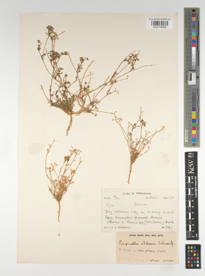 Pimpinella etbaica