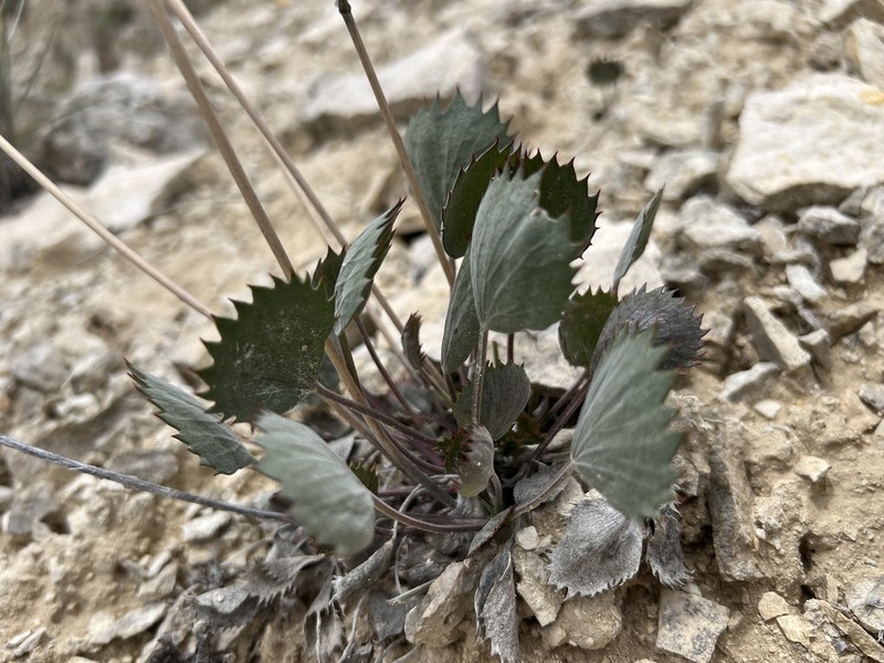 Pimpinella flabellifolia