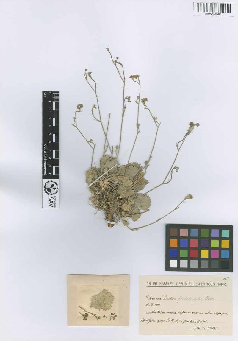 Pimpinella flabellifolia photo 2