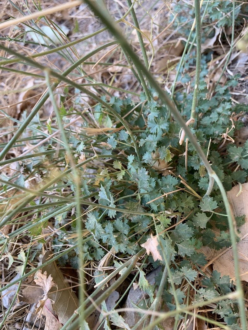 Pimpinella hadacii