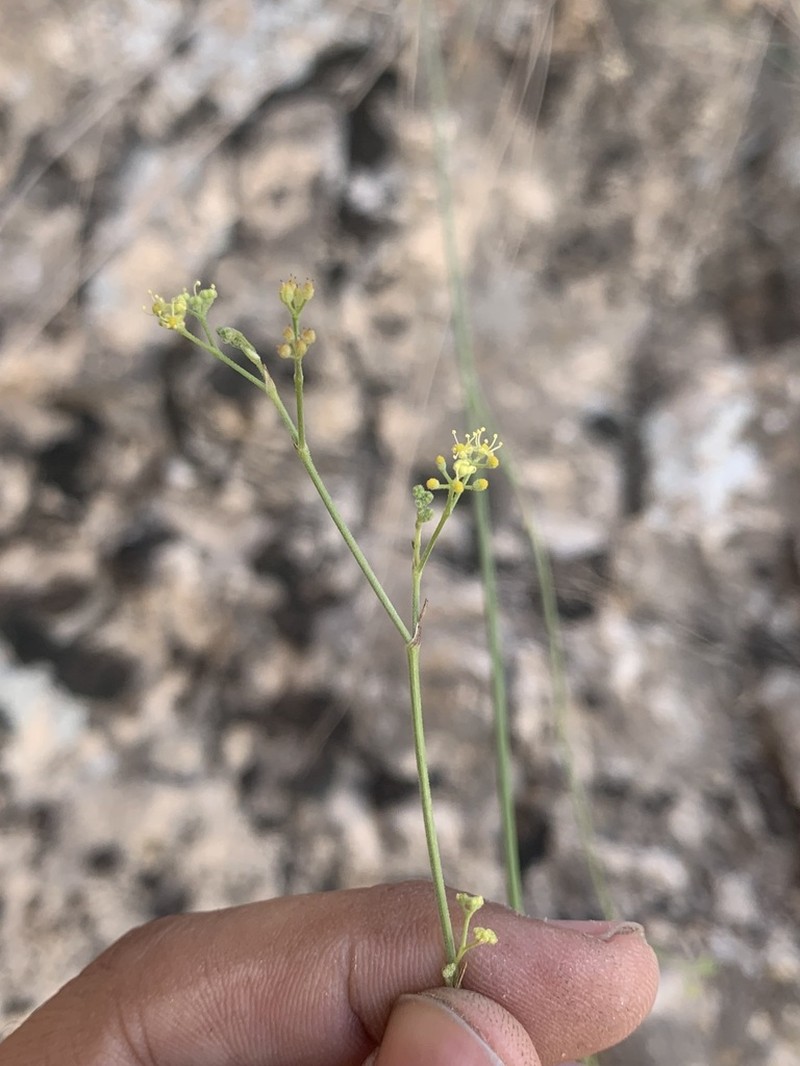 Pimpinella hadacii photo 2