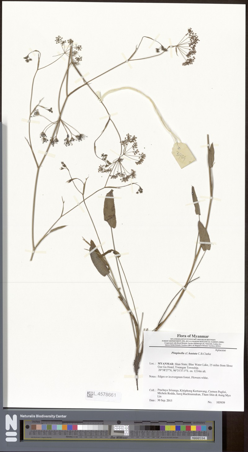 Pimpinella hastata