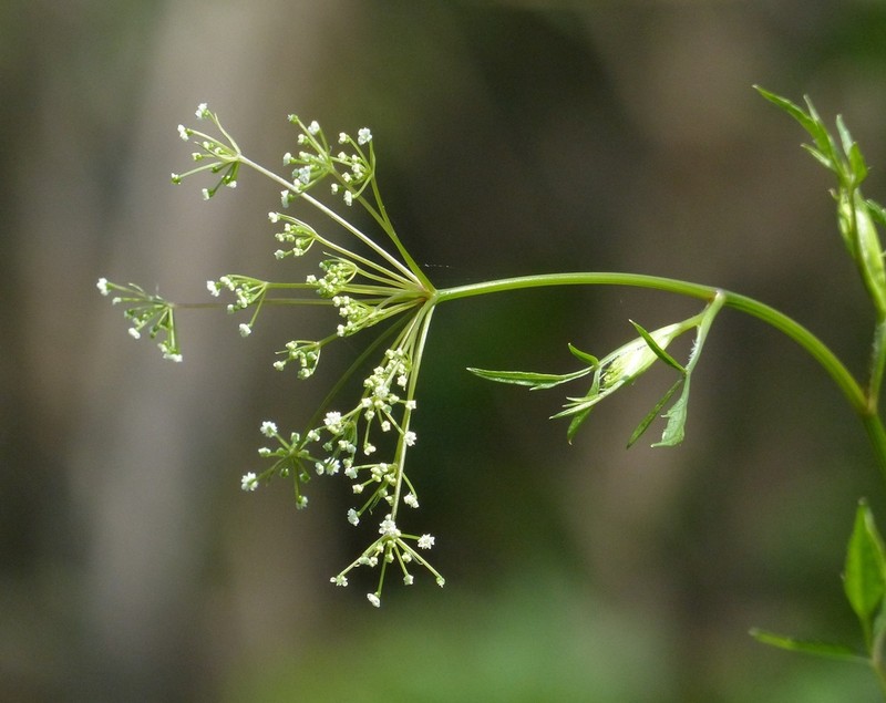 Pimpinella heyneana
