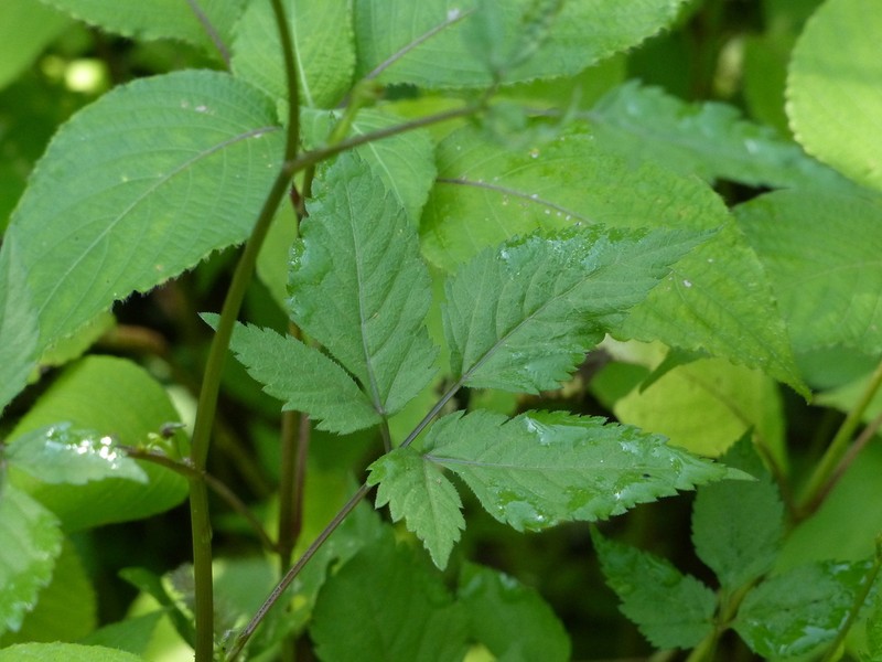 Pimpinella heyneana photo 2