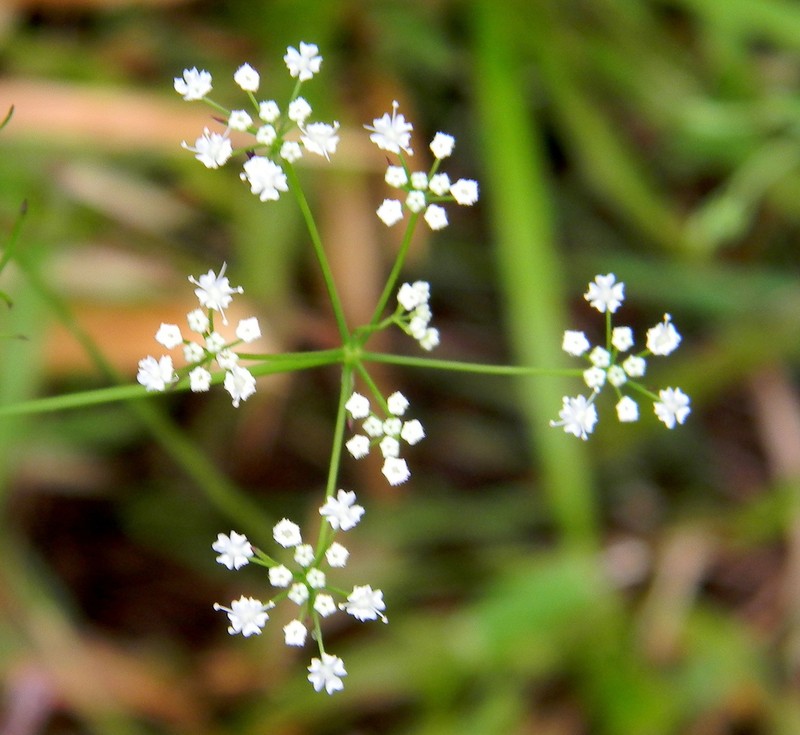 Pimpinella heyneana photo 3