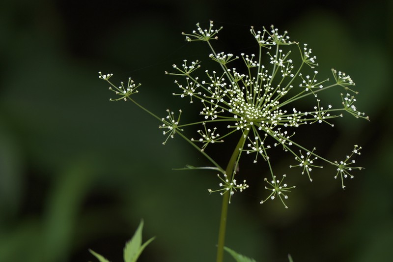 Pimpinella heyneana photo 5