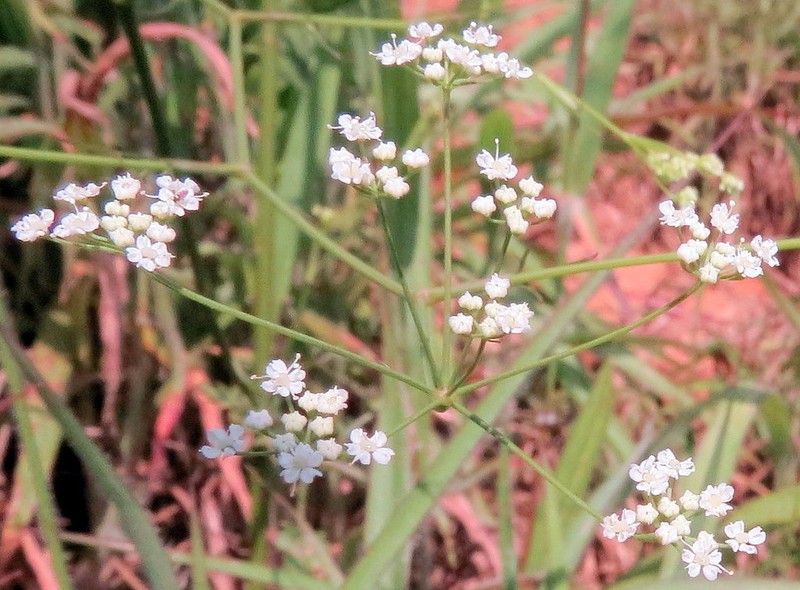 Pimpinella heyneana photo 6