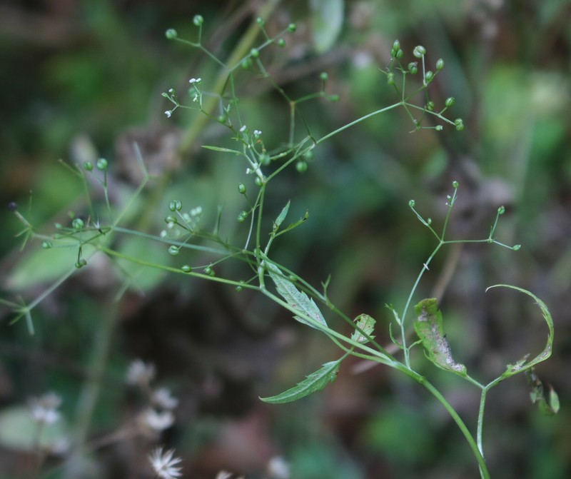 Pimpinella heyneana photo 7