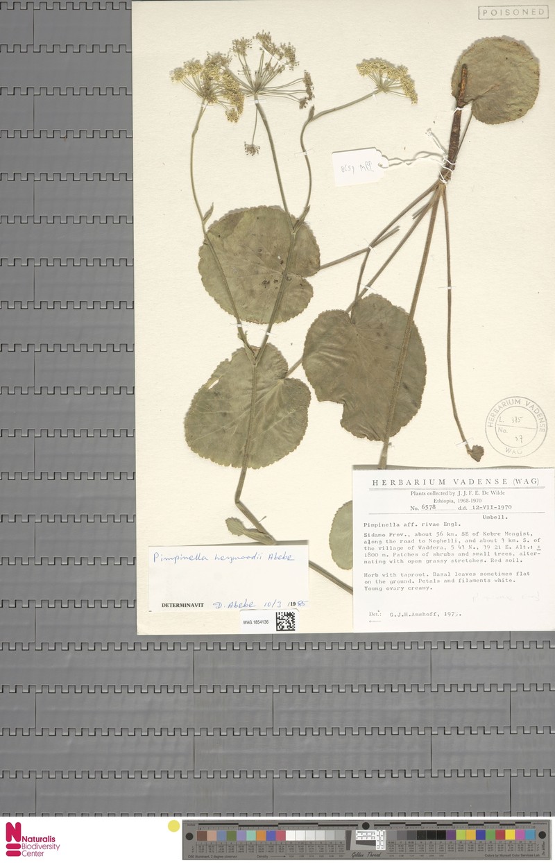 Pimpinella heywoodii photo 3