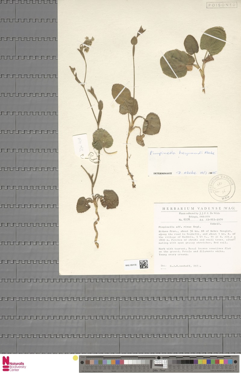 Pimpinella heywoodii photo 4