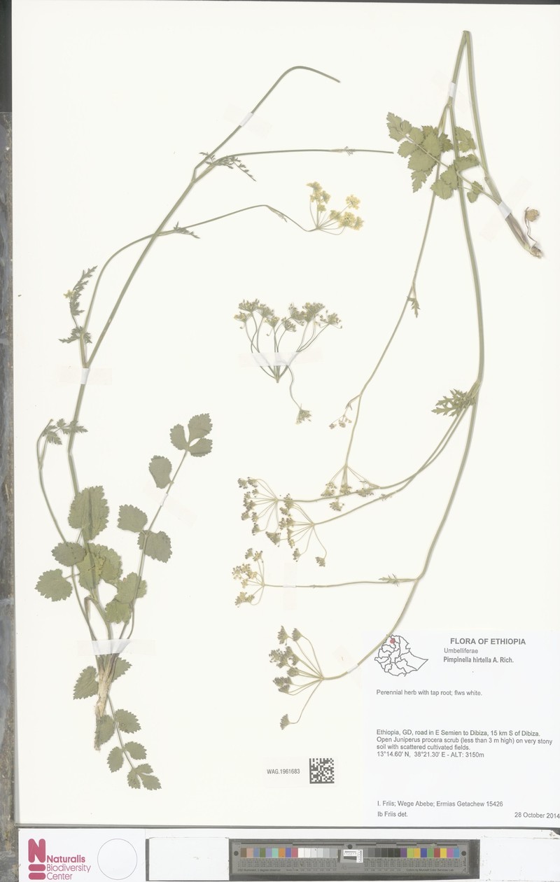 Pimpinella hirtella