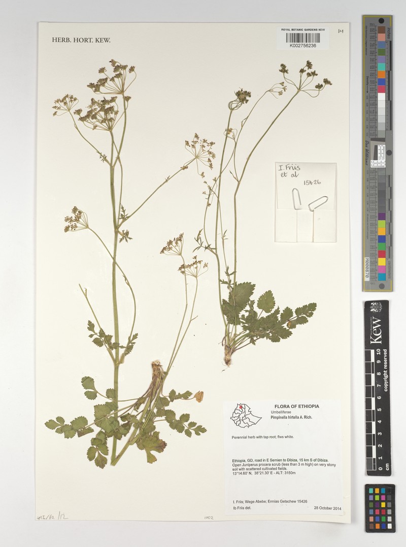 Pimpinella hirtella photo 2