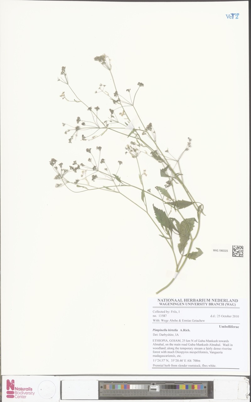 Pimpinella hirtella photo 3