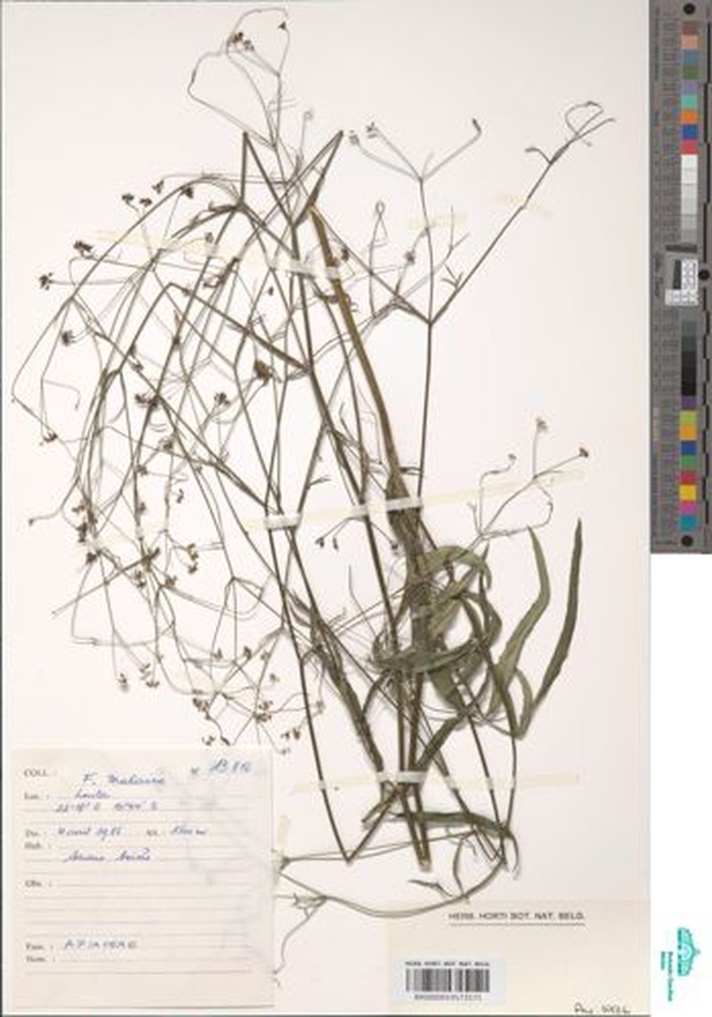 Pimpinella homblei