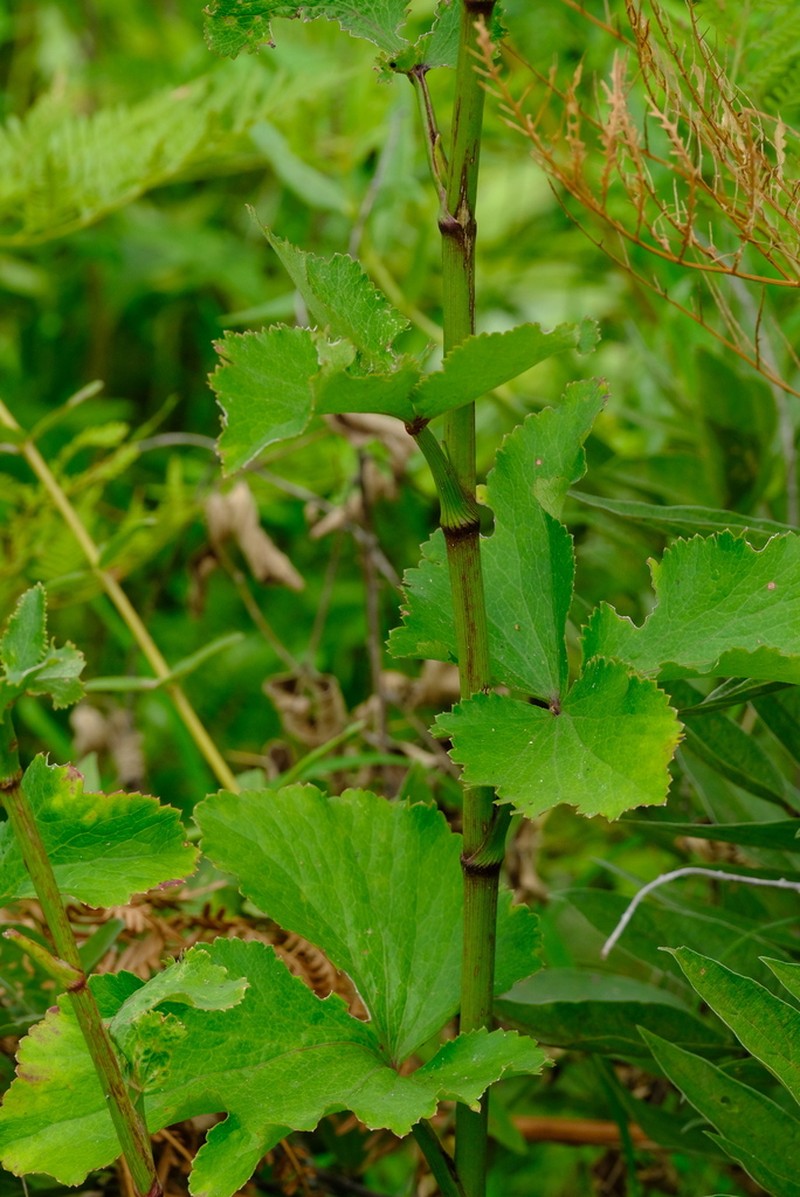 Pimpinella huillensis