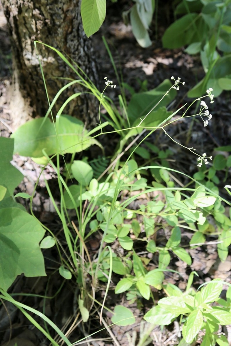 Pimpinella huillensis photo 2