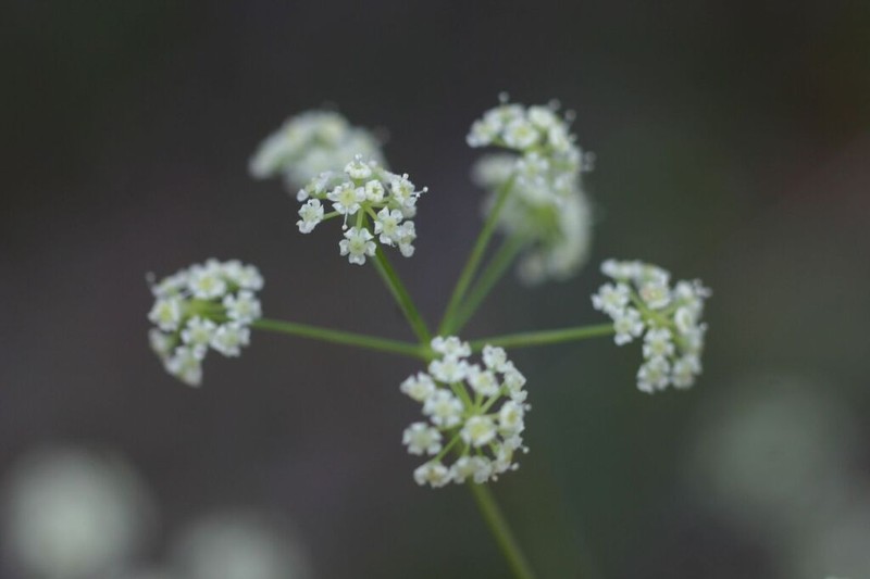 Pimpinella huillensis photo 3