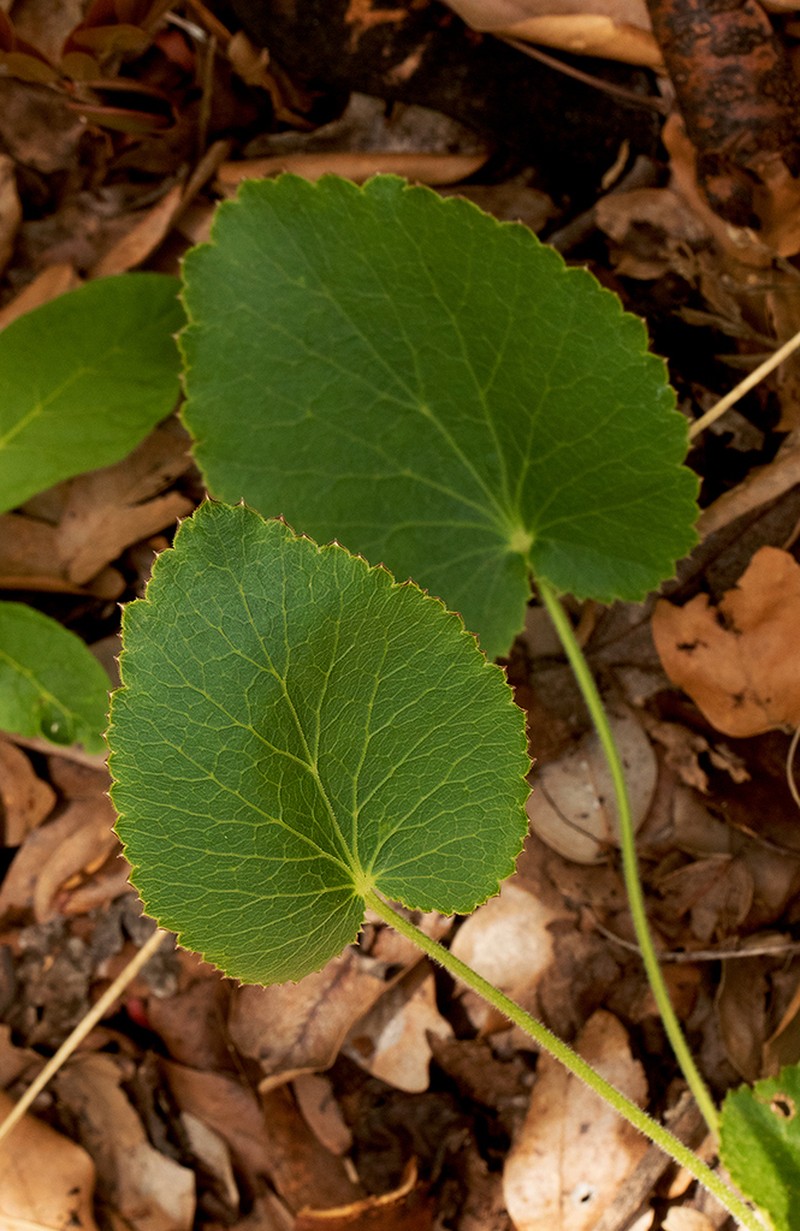 Pimpinella huillensis photo 4