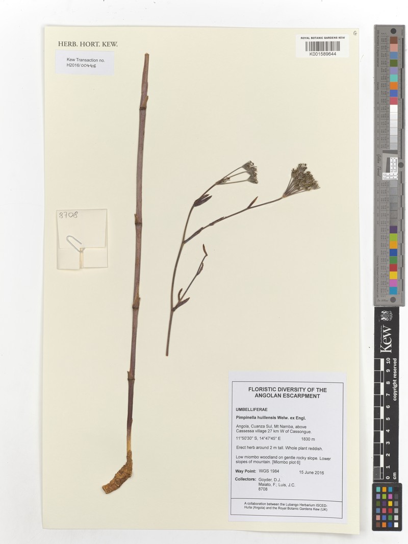 Pimpinella huillensis photo 5