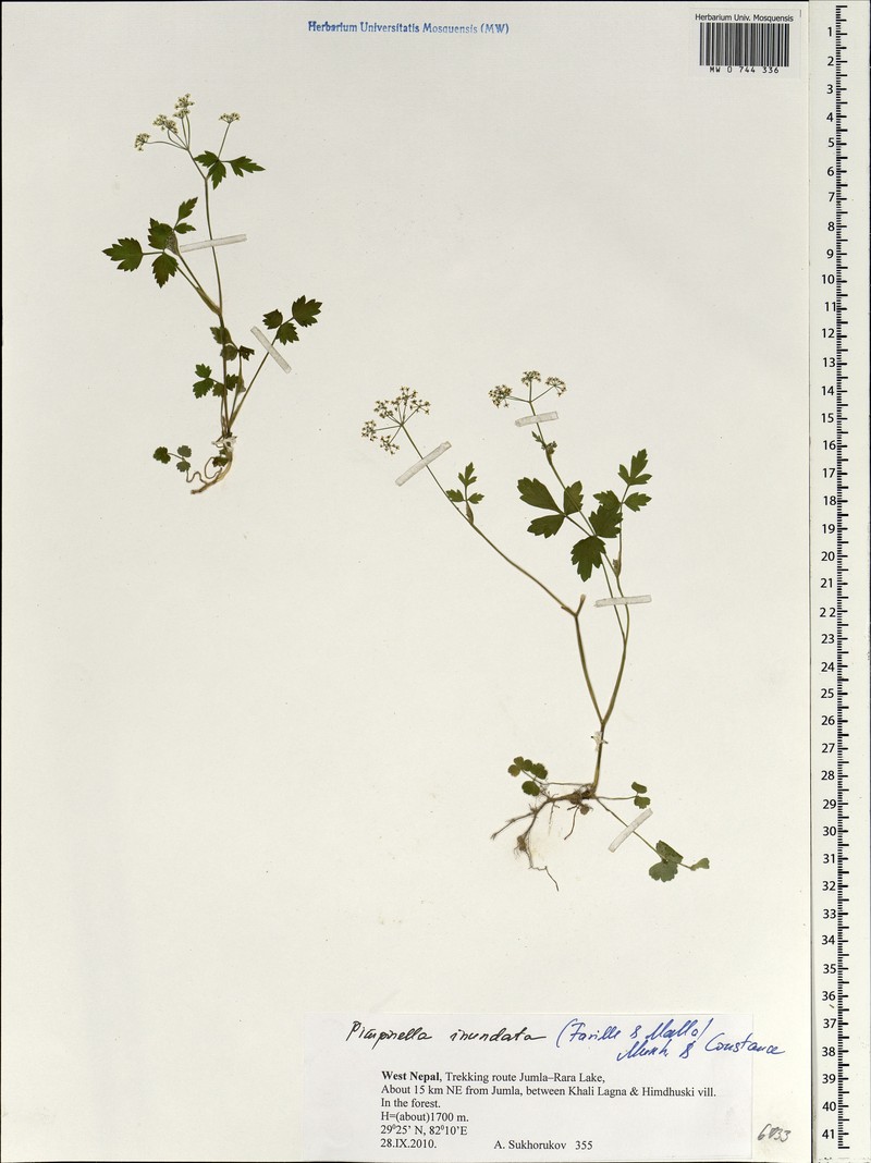 Pimpinella inundata