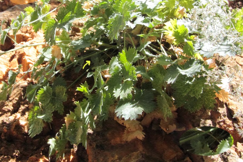Pimpinella isaurica
