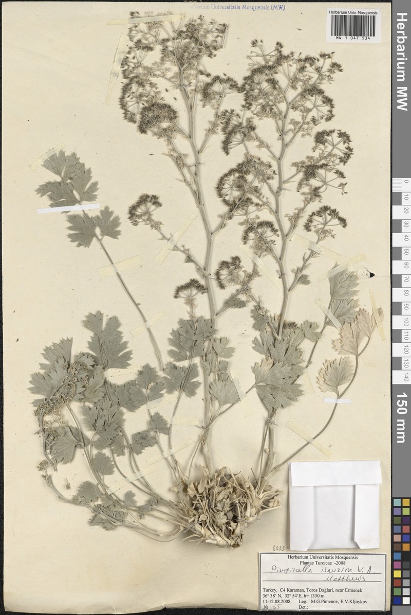 Pimpinella isaurica photo 2