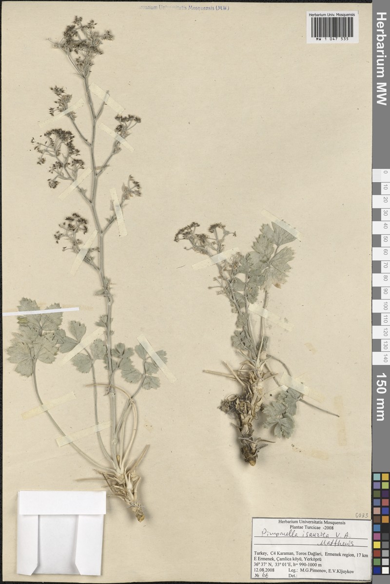 Pimpinella isaurica photo 3