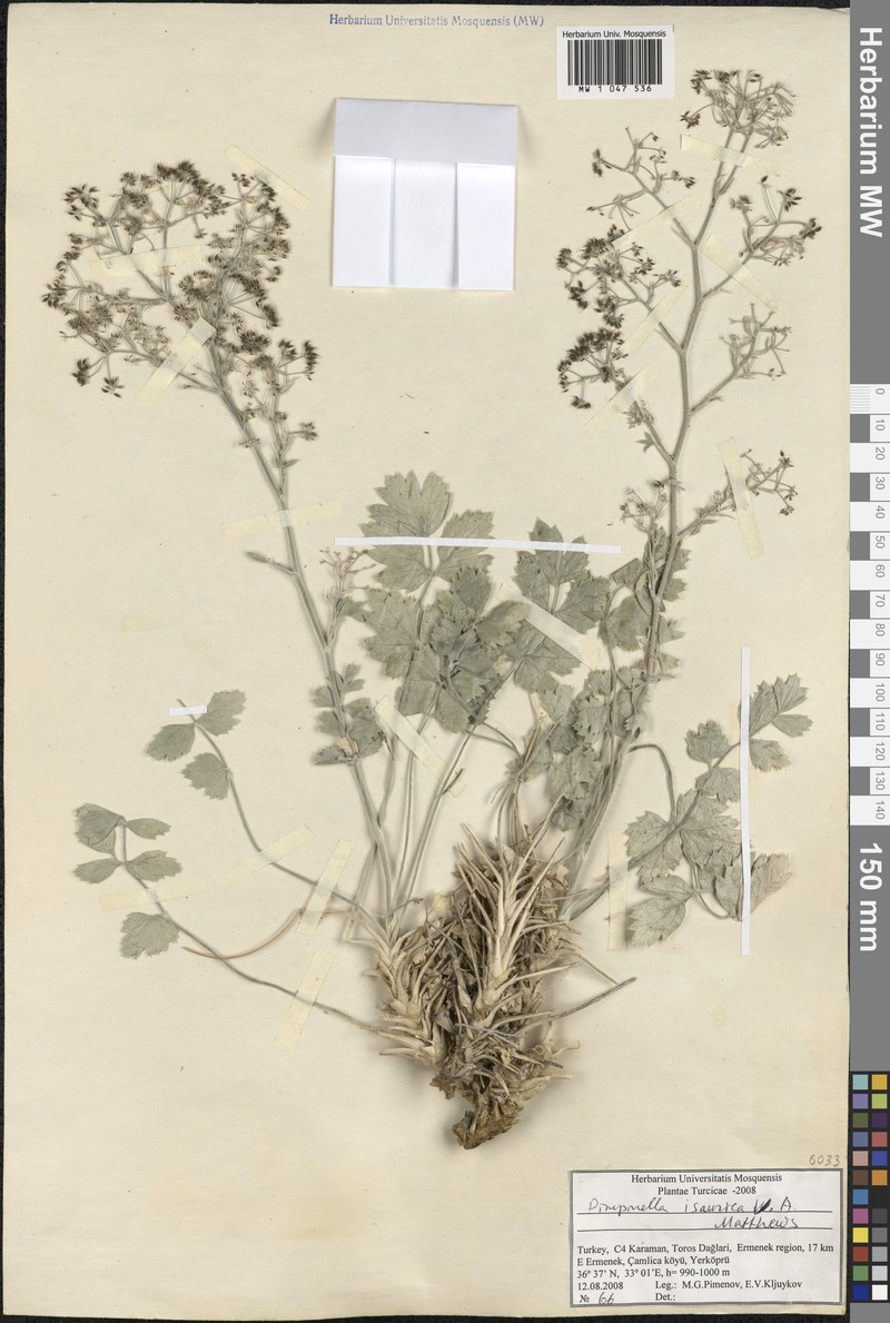 Pimpinella isaurica photo 4