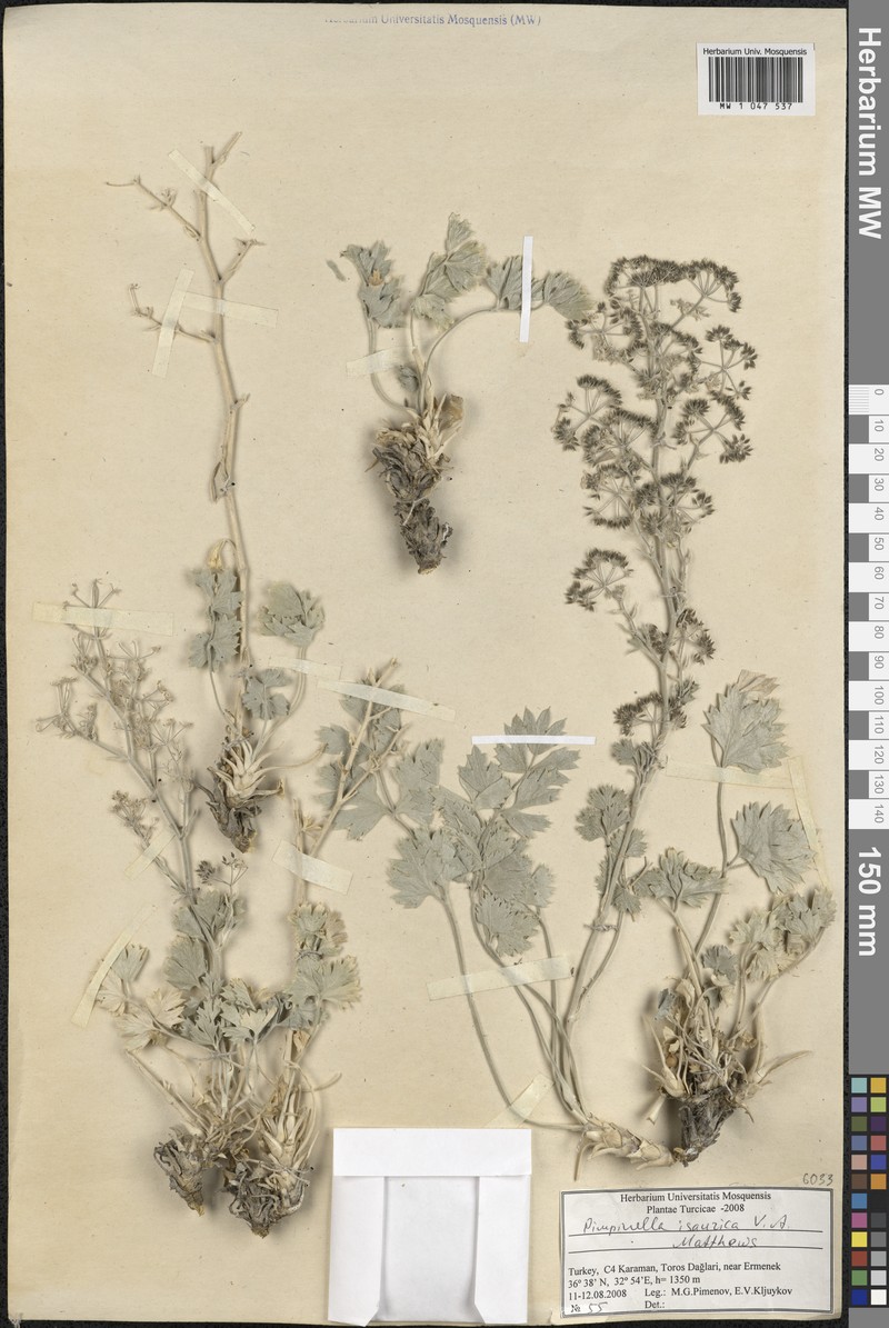 Pimpinella isaurica photo 5