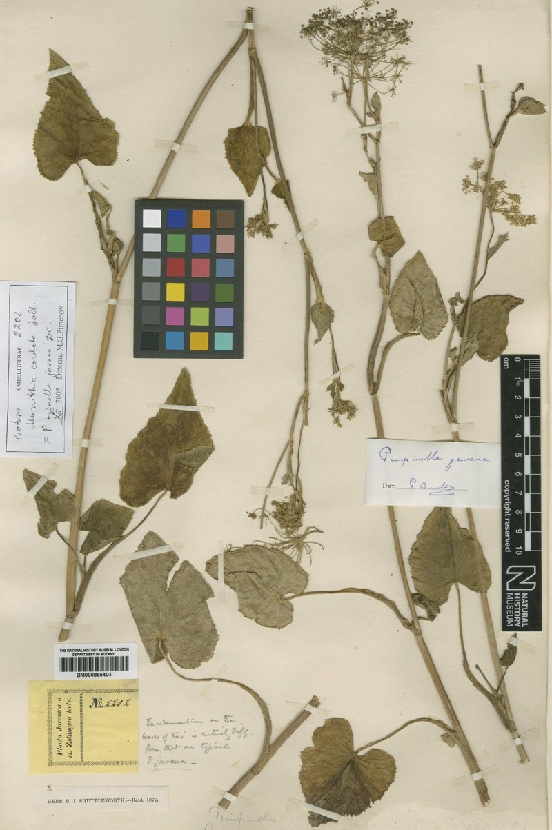 Pimpinella javana photo 2