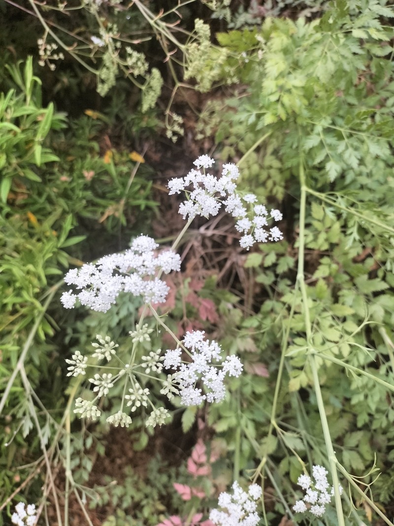 Pimpinella junionae
