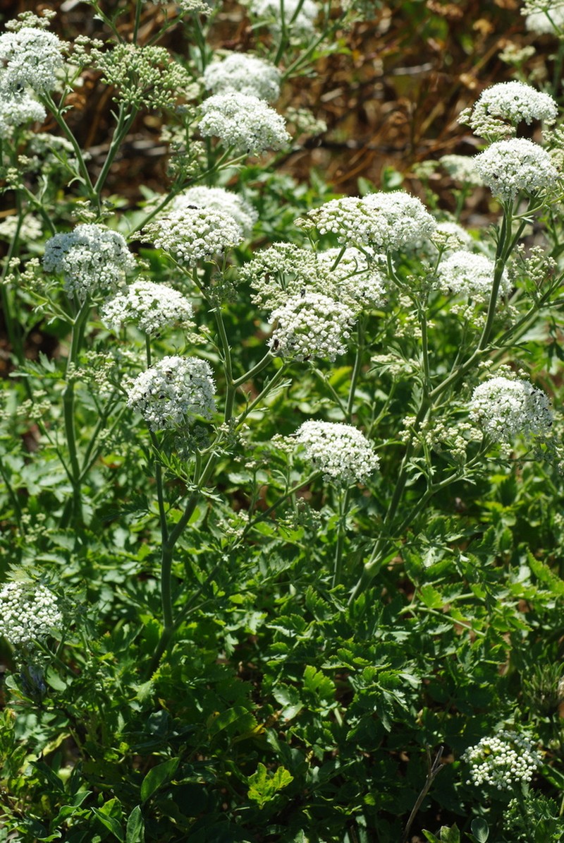 Pimpinella junionae photo 2