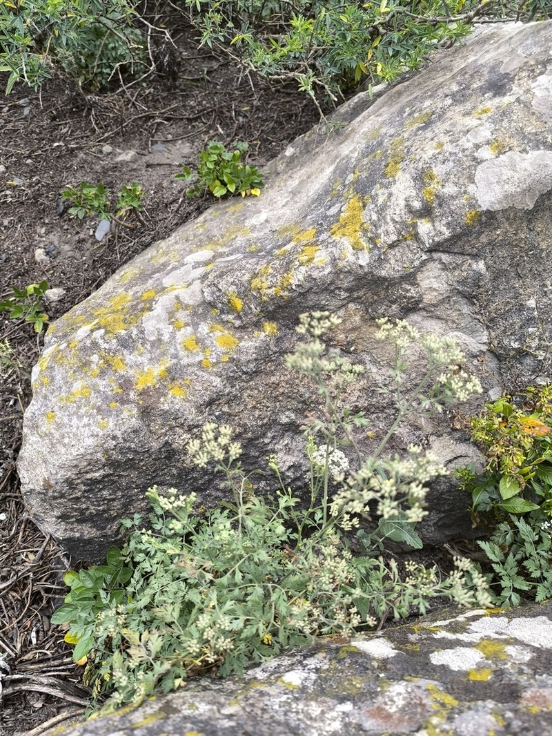 Pimpinella junionae photo 3
