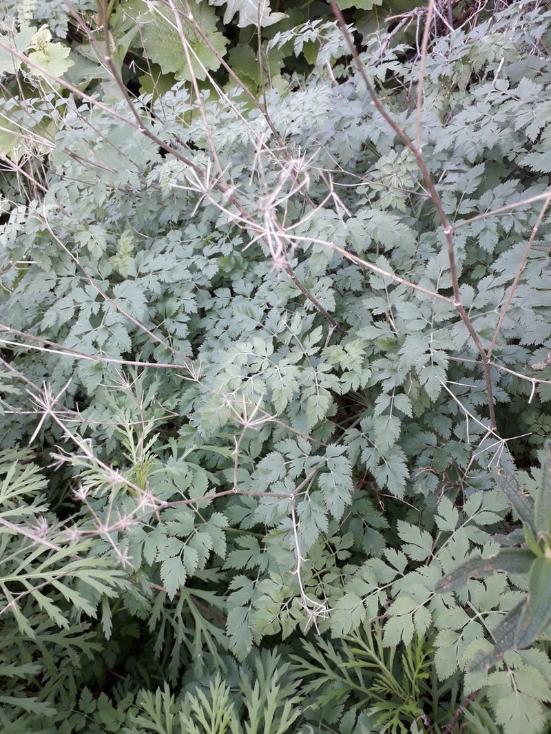 Pimpinella junionae photo 4