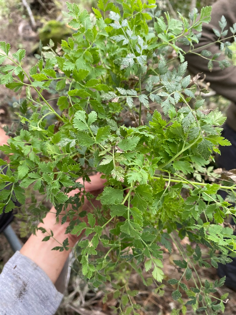 Pimpinella junionae photo 5