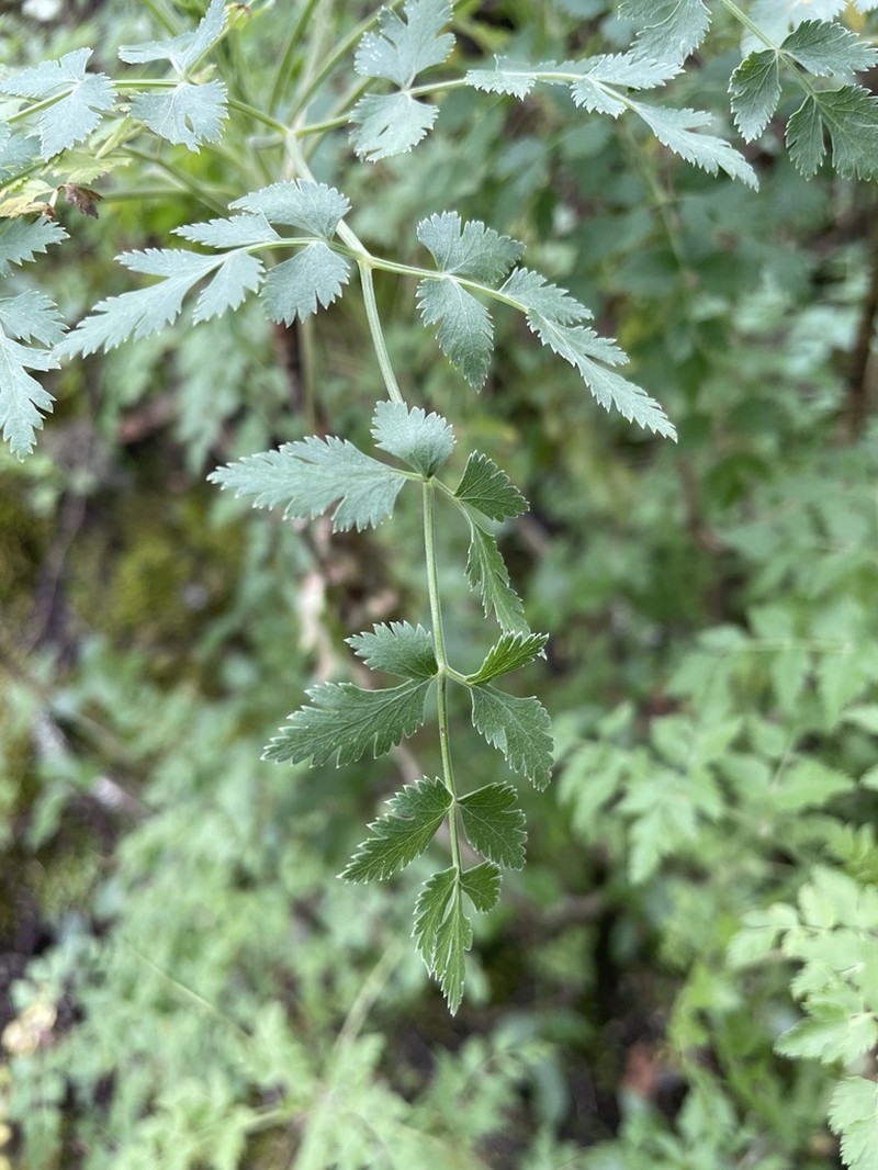 Pimpinella junionae photo 6