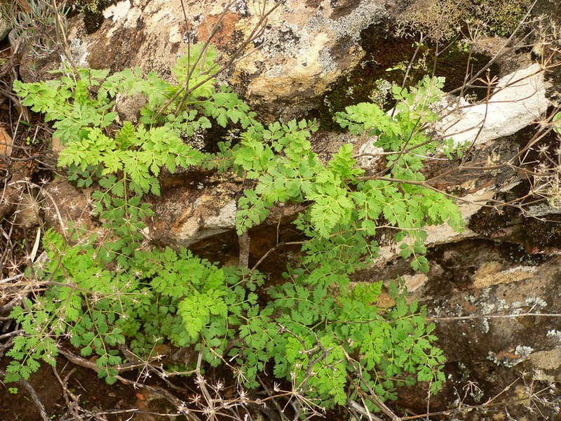 Pimpinella junionae photo 7