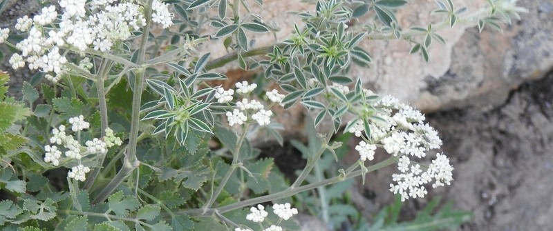 Pimpinella junionae photo 8