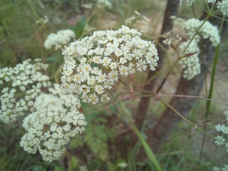 Pimpinella kaessneri photo 2