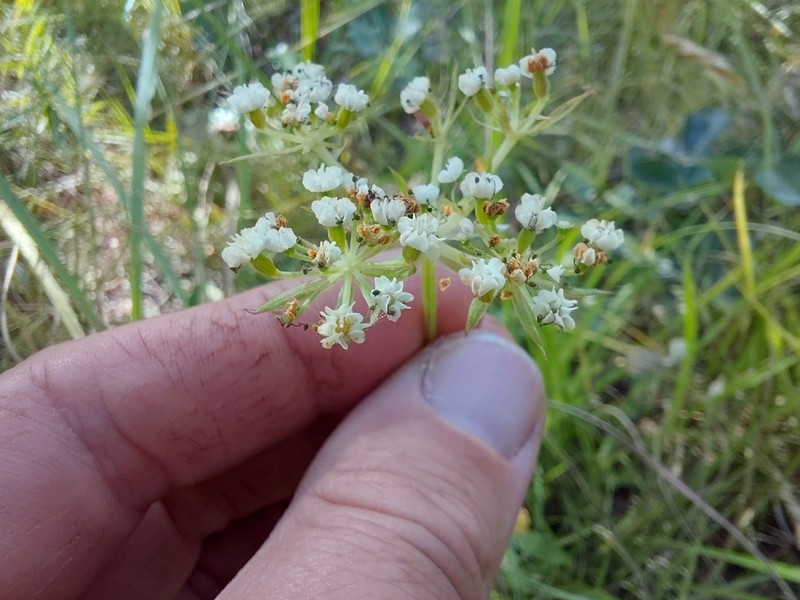 Pimpinella kaessneri photo 3