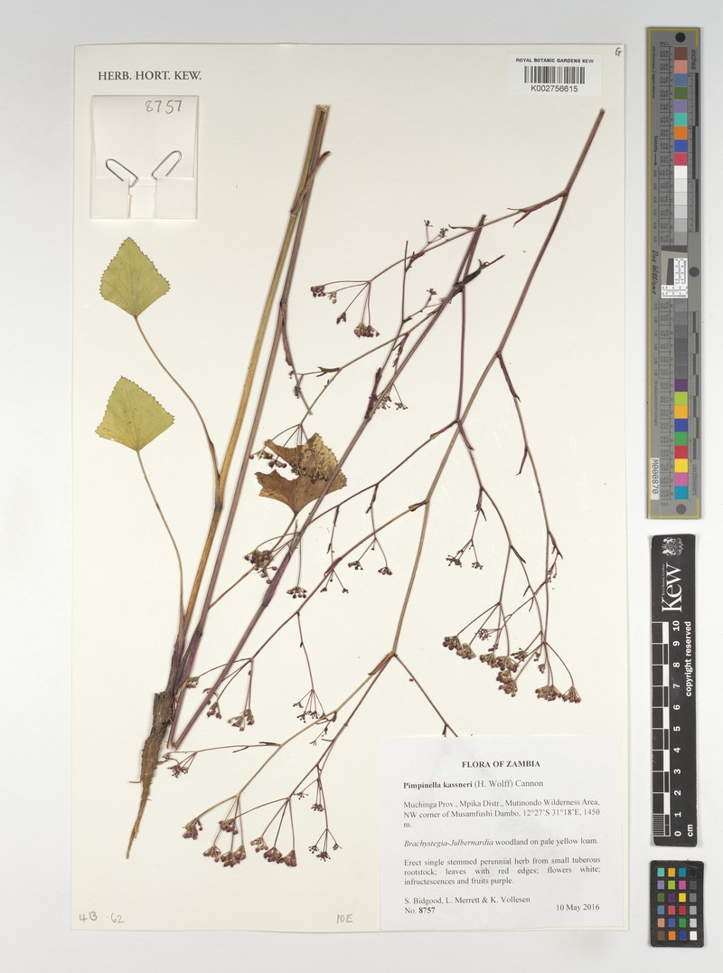 Pimpinella kaessneri photo 4